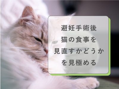 避妊手術後猫の食事を見直すか見極める