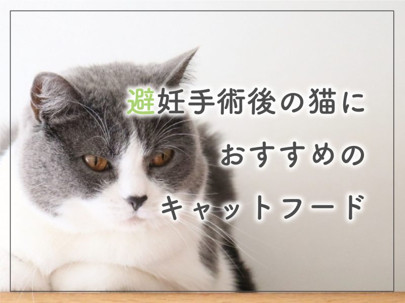 避妊手術後の猫におすすめのキャットフード11選【獣医師監修】 | 獣