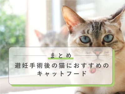 避妊手術後おすすめキャットフードまとめ