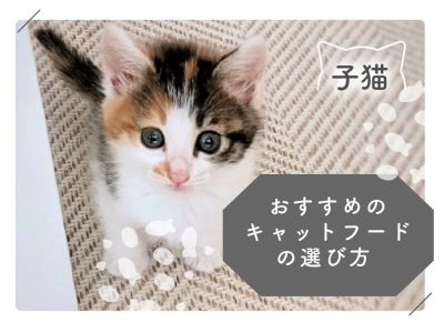 子猫のキャットフードの選び方