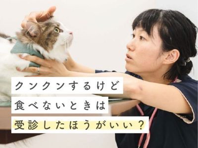 猫がクンクンするけど食べない病院行く？