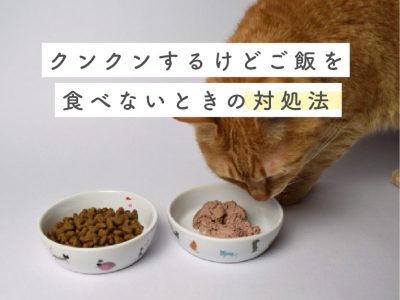 猫がクンクンするけどご飯食べないとき対処法