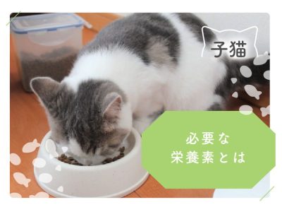 子猫に必要な栄養素とは