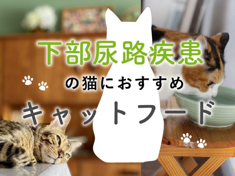 下部尿路疾患の猫におすすめのキャットフード