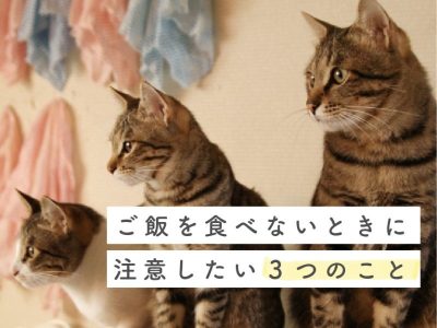 猫がクンクンするけどご飯食べないとき3つの注意