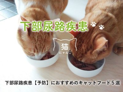 下部尿路疾患・尿路結石の猫におすすめのキャットフード13選