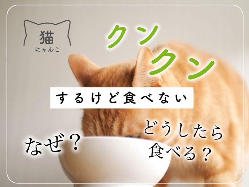 猫がクンクンするけど食べないのはなぜ？どうしたらいい？