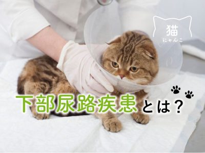 猫の下部尿路疾患とは？