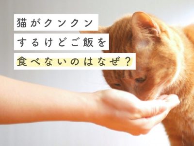 猫がクンクンするのに食べないなぜ