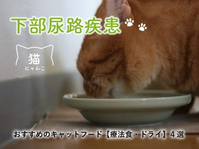 下部尿路疾患の猫におすすめのキャットフード【療法食・ドライ】４選