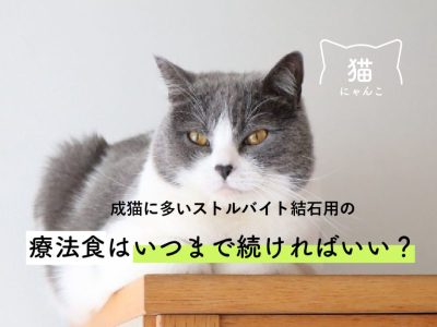 成猫に多いストルバイト結石用の療法食はいつまで続ければいい？