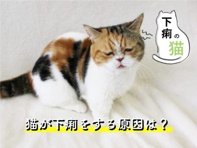 下痢の猫-猫が下痢をする原因は？