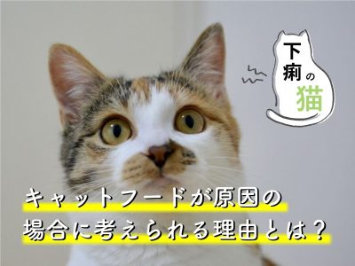 下痢の猫-キャットフードが原因の場合に考えられる理由とは？