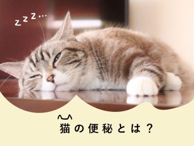 猫の便秘とは