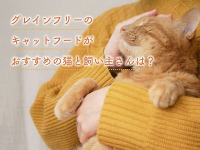 グレインフリーキャットフードおすすめ猫と飼い主