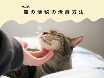 便秘の猫治療方法