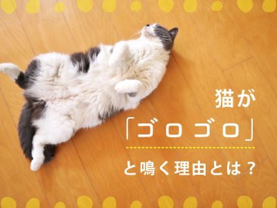 猫がゴロゴロ鳴く理由