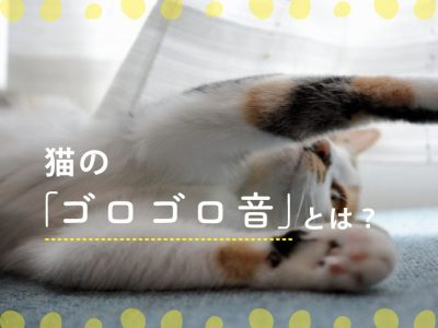 猫のゴロゴロ音とは