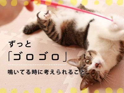 猫のゴロゴロ考えられること