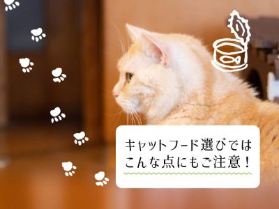 キャットフード選びではこんな点にもご注意！