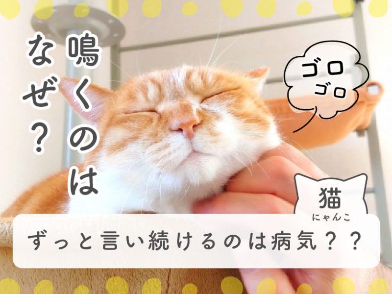 猫がゴロゴロ鳴くのはなぜ