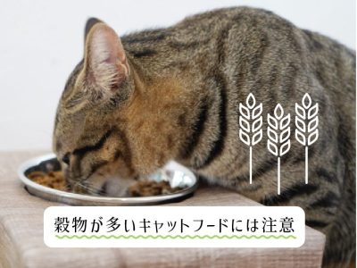 穀物が多いキャットフードには注意