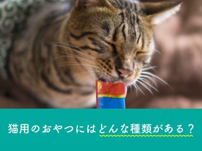 猫用のおやつにはどんな種類がある？