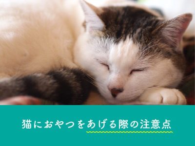 猫におやつをあげる際の注意点