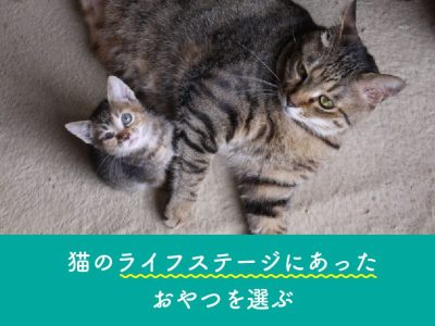 猫のライフステージにあったおやつを選ぶ