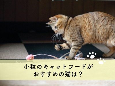 小粒キャットフードおすすめの猫