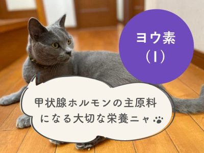 子猫に特に必要な栄養素⑥ヨウ素