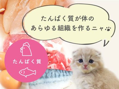 子猫に特に必要な栄養素①たんぱく質