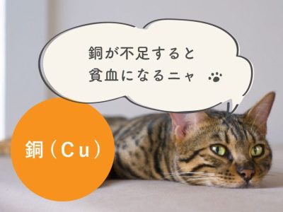 子猫に特に必要な栄養素⑤銅