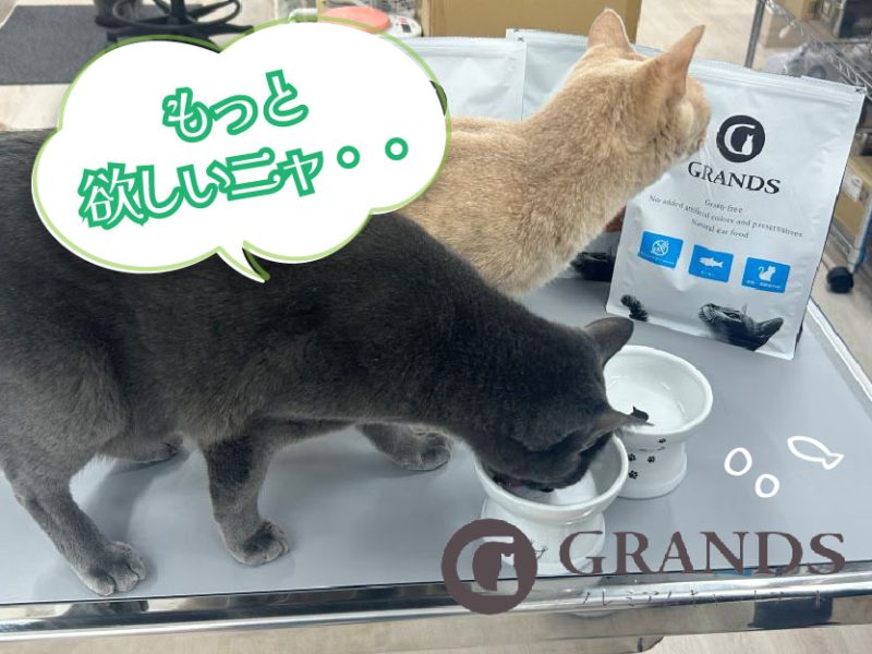 グランツキャットフードを食べる保護猫②