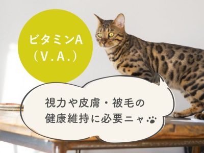 子猫に特に必要な栄養素⑦ビタミンA