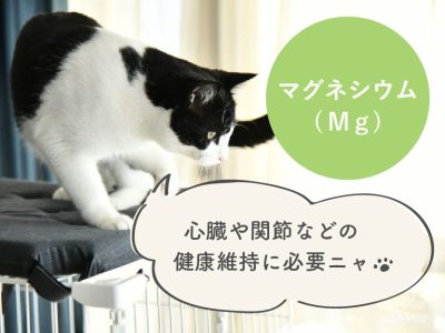 子猫に特に必要な栄養素③マグネシウム