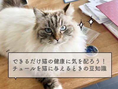 チュールを猫に与える時の豆知識