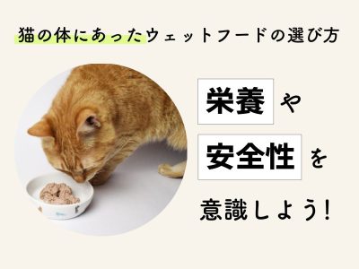 猫用ウェットフードおすすめ-栄養や安全性を意識しよう