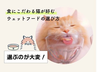 猫用ウェットフードおすすめ-選ぶのが大変！食にこだわる猫