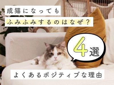 成猫がふみふみするのはなぜ？ポジティブな理由4選