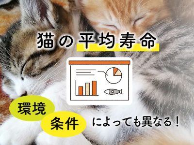 猫の寿命_猫の平均寿命