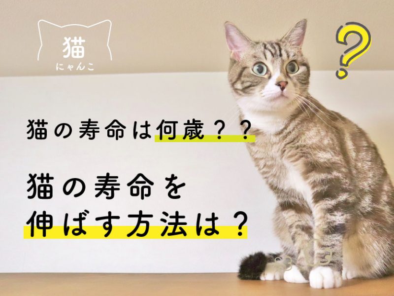 猫の寿命_猫の寿命を伸ばす方法