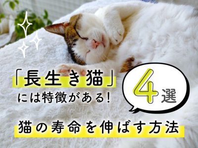 猫の寿命_長生きする猫の特徴伸ばす方法