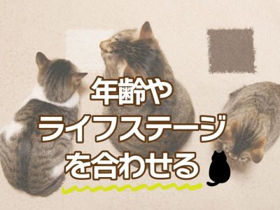 ダイエットキャットフードの選び方①年齢・ライフステージに合わせる