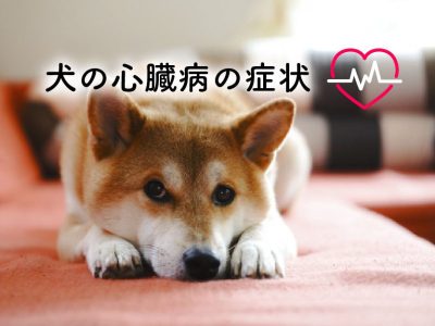 犬の心臓病の症状