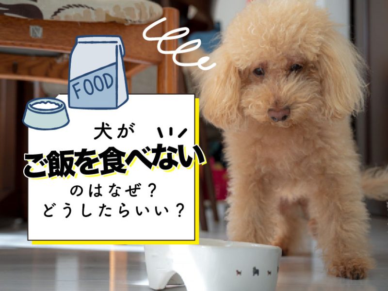 犬がご飯を食べないのはなぜ？