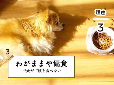 犬がご飯を食べない_わがままや偏食