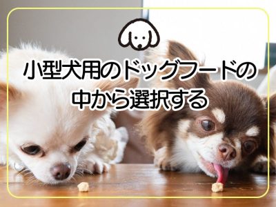 小型犬おすすめドッグフード_小型犬のドッグフードから選択する