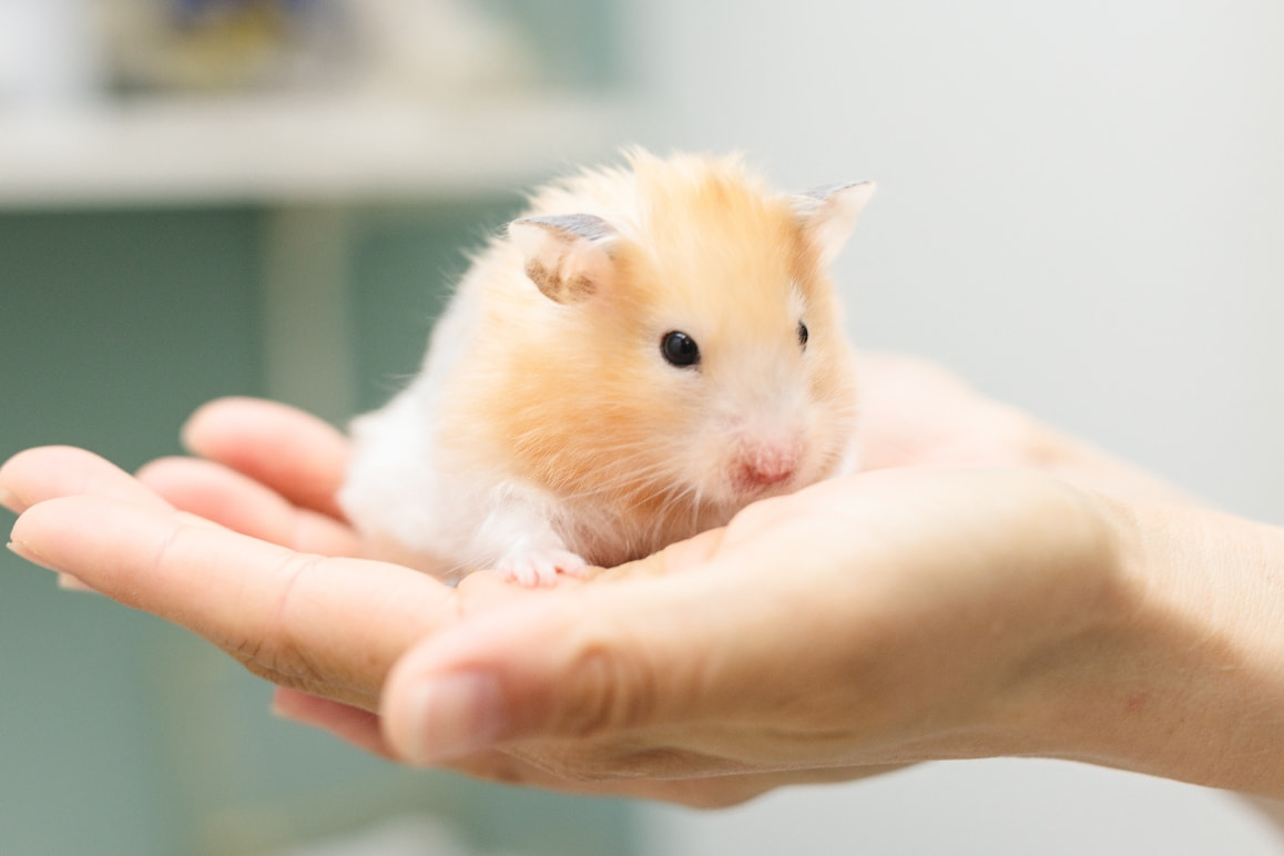 ハムスターの診察