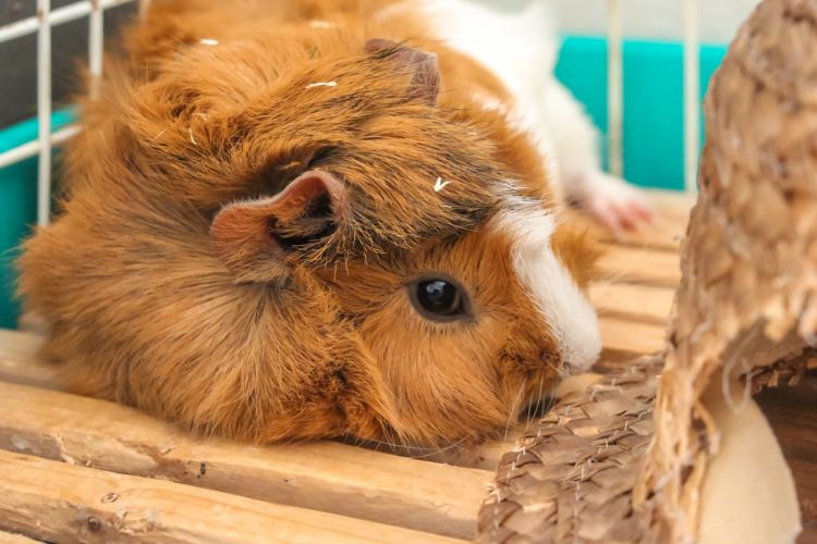 モルモットの診察